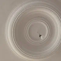 گج کار درجی بک سفید گجرخاک