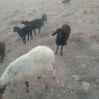 بره نر