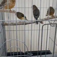 چهارتا قناری ماده کوزه