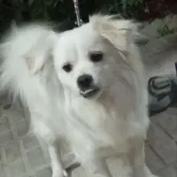 سگ پامر یک ساله