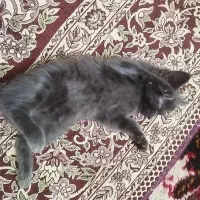بچه گربه