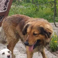 واگذاری سگ نگهبان