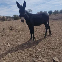 الاغ نر مشکی