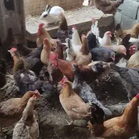 مرغ رسمی تخم گذار