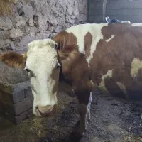 گاو تک شیر جوان و بزرگ و گوساله بور سیمتال