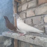 کبوتر پرشی|پرنده|پیر بکران, |دیوار
