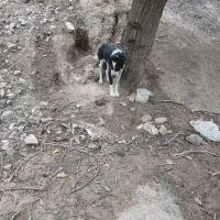 سگ نگهبان
