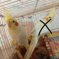 عروس هلندی لوتینو|پرنده|سبزوار, کهنه آب|دیوار