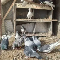 کبوتر|پرنده|قزوین, |دیوار