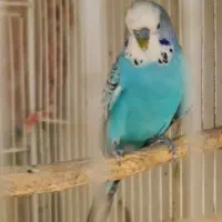 مرغ عشق انگلیسی و پروانه ای|پرنده|مشهد, مقدم|دیوار