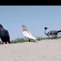 سوسکی سرخ ماده با سینه جفت750