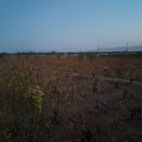 فروش باغ انگوری