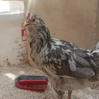 مرغ خروس