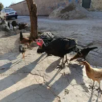 بوقلمون|حیوانات مزرعه|کوهدشت, |دیوار