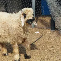 بره شیرازی بختیاری مچ قلم دار پوز عقابی