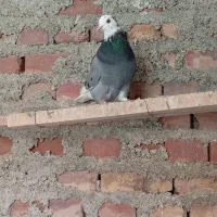 کبوتر نروماده|پرنده|مهاباد (آذربایجان غربی), |دیوار