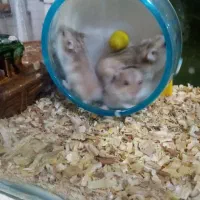 پنج تا همستر با مزه|موش و خرگوش|ارومیه, |دیوار