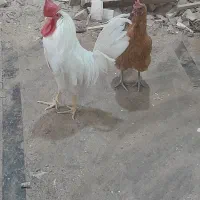مرغ وخروس