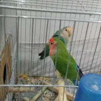 طوطی برزیلی جفت|پرنده|قرچک, شهرک الحدید|دیوار