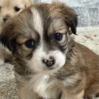 واگذاری سگ|سگ|بجنورد, |دیوار