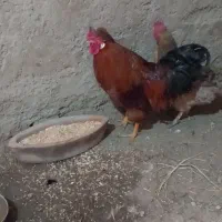 خروس جوان و سرحال رسمی سرخ ( معاوضه با مرغ )