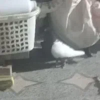 سینه ای نرومست|پرنده|اندیمشک, |دیوار