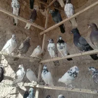 نروماده پرشی|پرنده|قم, هفت تیر|دیوار