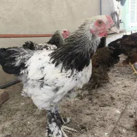 ۴عدد خروس برهما ۴ماهه