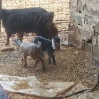 بز دوقولوزا با جفت کهره نر  شیشک زه نکرده آبستن|حیوانات مزرعه|مرودشت, علی‌آباد‎|دیوار