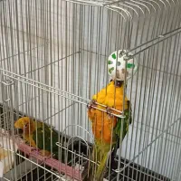 ملنگو رنگی و خورشیدی