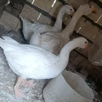 سه عدد غاز دو تاش ماده یکی نر