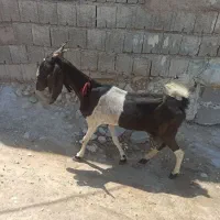 یک عدد بز دو رگه