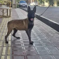 توله مالینوا ماده اصیل 4 و 5 ماهه|سگ|تهران, آرارات|دیوار