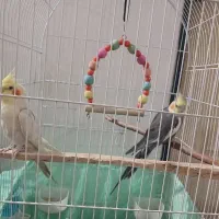 یک جفت عروس هلندی