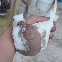 کبوتر|پرنده|خرمشهر, |دیوار