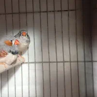 فنچ معاوضه با کبوتر