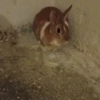 خرگوش|موش و خرگوش|طرقبه, |دیوار