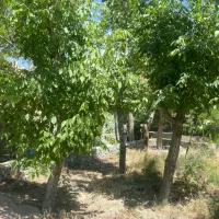 ۱۰۰۰ متر باغ * لاکچری * سند تکبرگ * زیر قیمت|فروش زمین و ملک کلنگی|تهران, چیتگر شمالی|دیوار