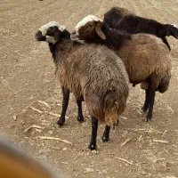 یه جفت قوچ ۲ ساله افشار اصفهانی درجه یک بشرط|حیوانات مزرعه|زنده رود, |دیوار