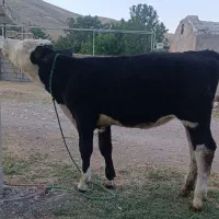 گوساله.ماده.خوب