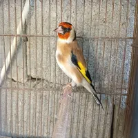 سهره نر