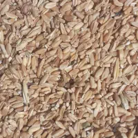 فروش و تحویل گندم شکسته درب منزل