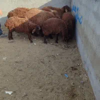 گوسفند زنده بره نر بره ماده میش قوچ