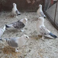 بلژیکی،پروانه ای|پرنده|شبستر, |دیوار