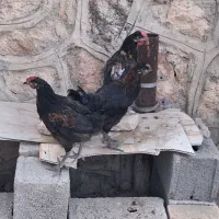 سه عدد خروس محلی اصل پا سیاه