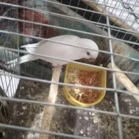 راهب نر تضمینی|پرنده|ارومیه, |دیوار