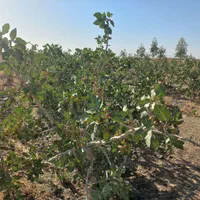 طرح کشاورزی و منزل مسکونی ودامدار|فروش زمین و ملک کلنگی|مهاباد (اصفهان), |دیوار