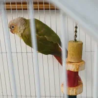 طوطی گرینچیک