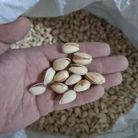 پسته امسال فیض اباد