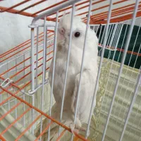 عروس هلندی آلبینو